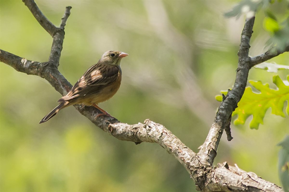 Ortolan Bunting