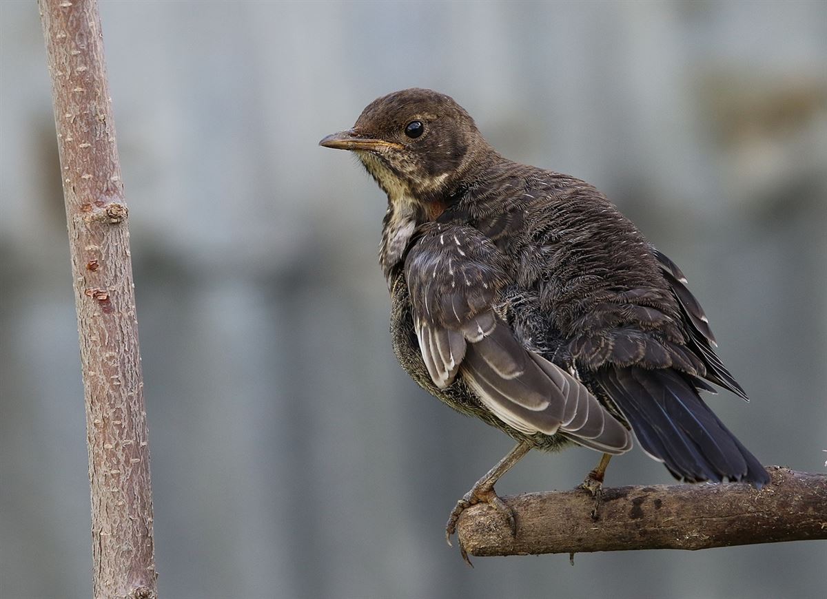 Ring Ouzel