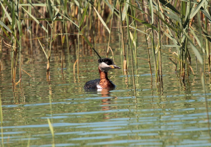Red-necked Grebe