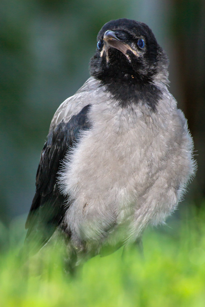 Hooded Crow