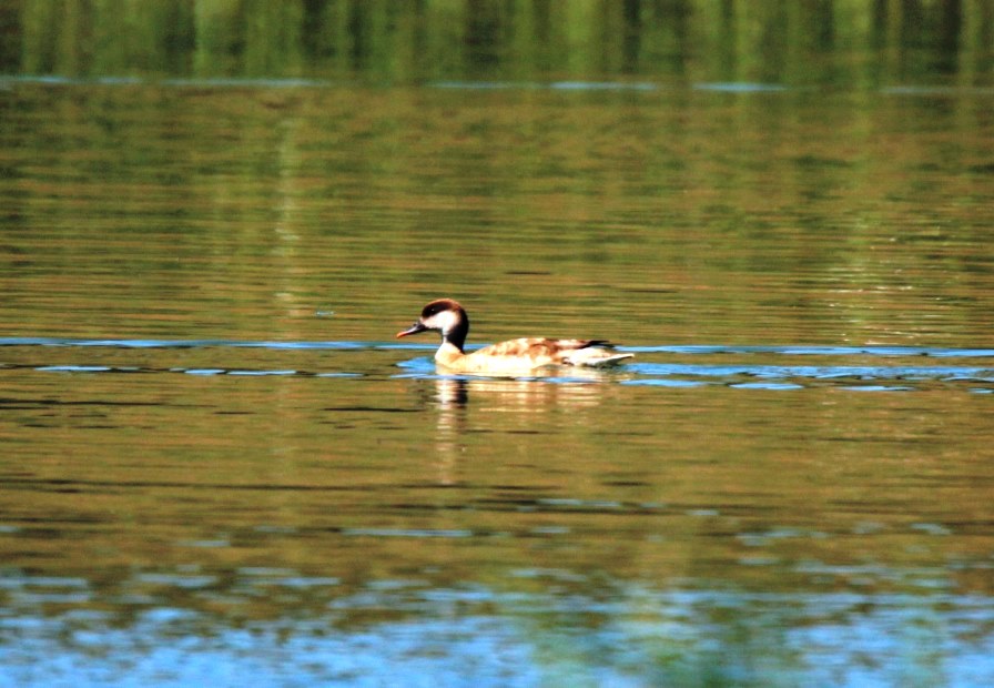 Red-crested Pochard