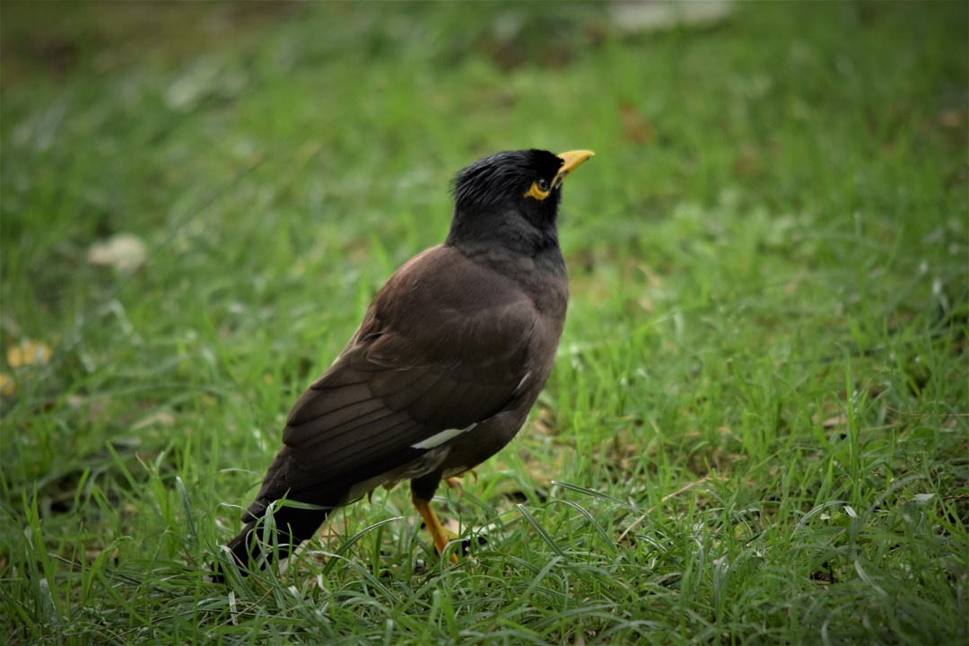 Common Myna