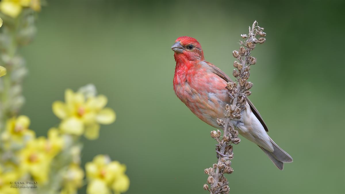 Common Rosefinch