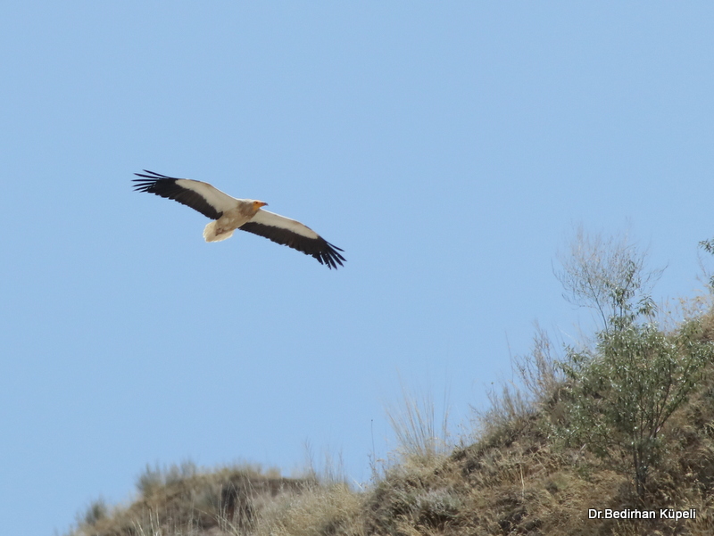 Egyptian Vulture