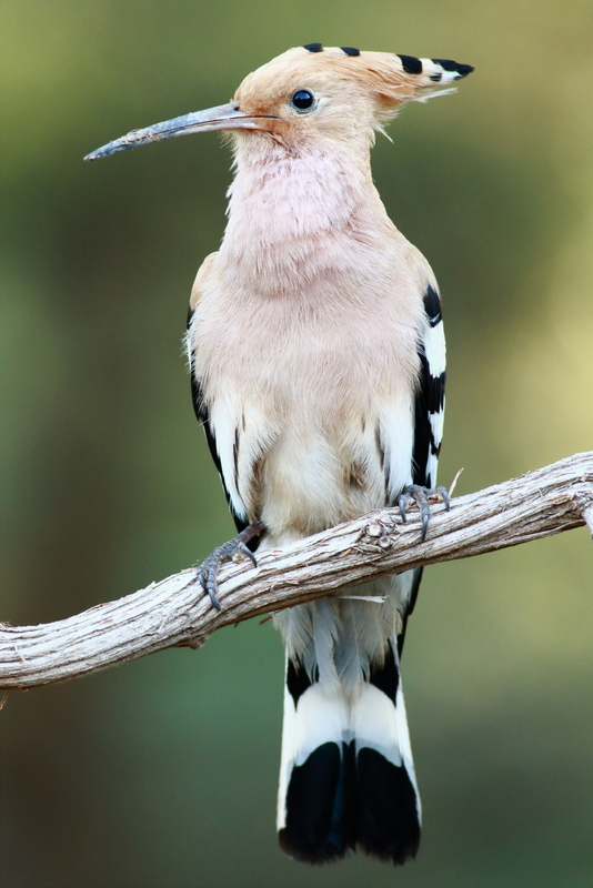 Common Hoopoe