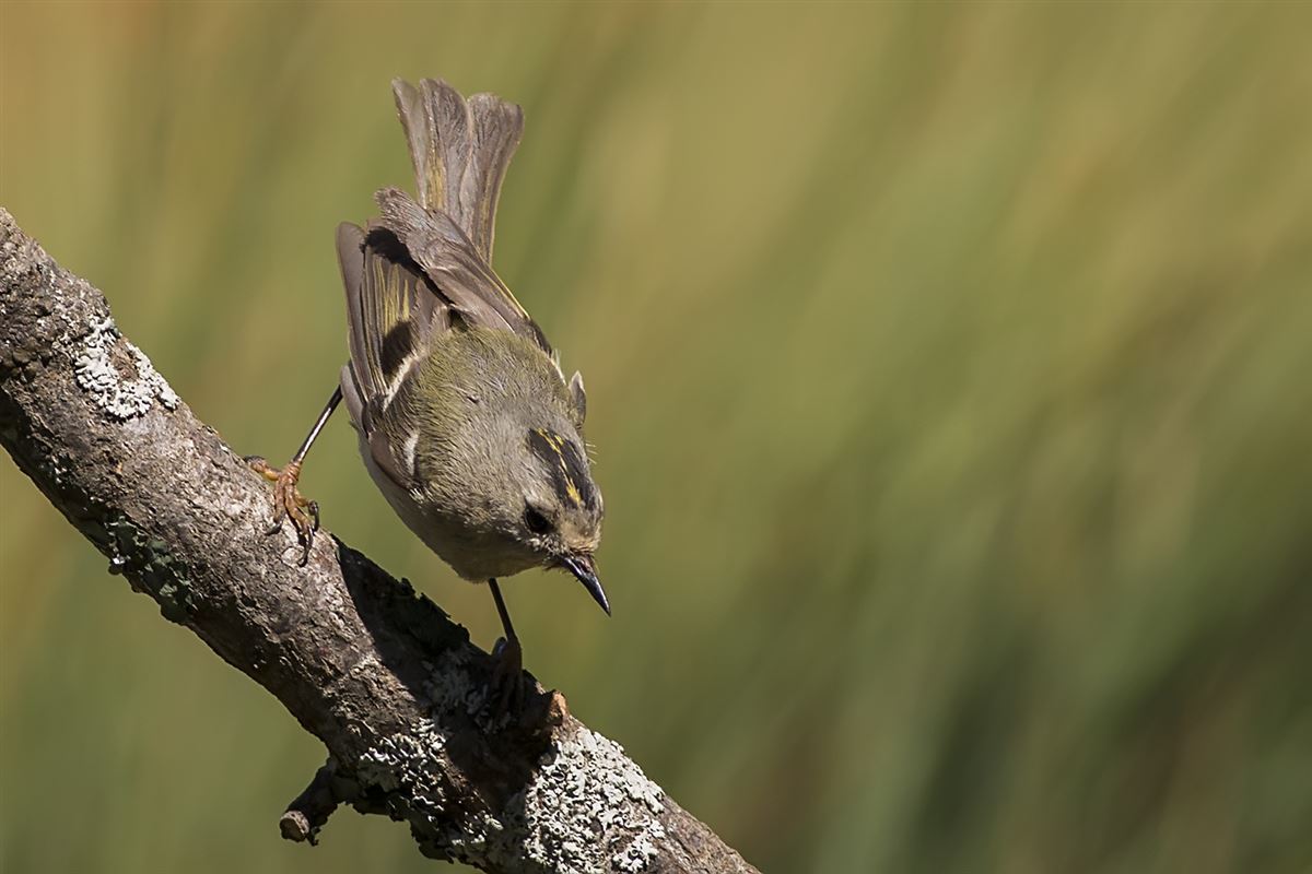 Goldcrest