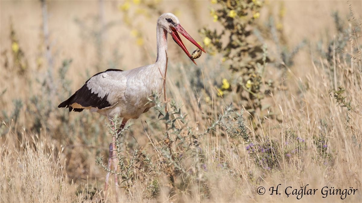 White Stork