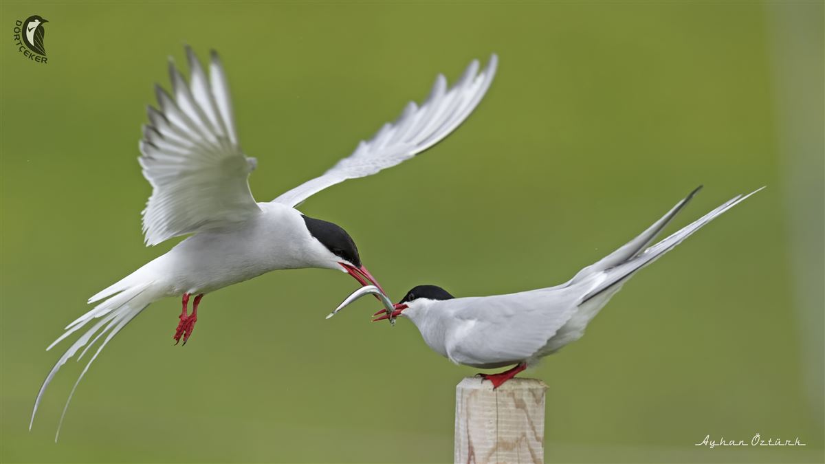 Arctic Tern