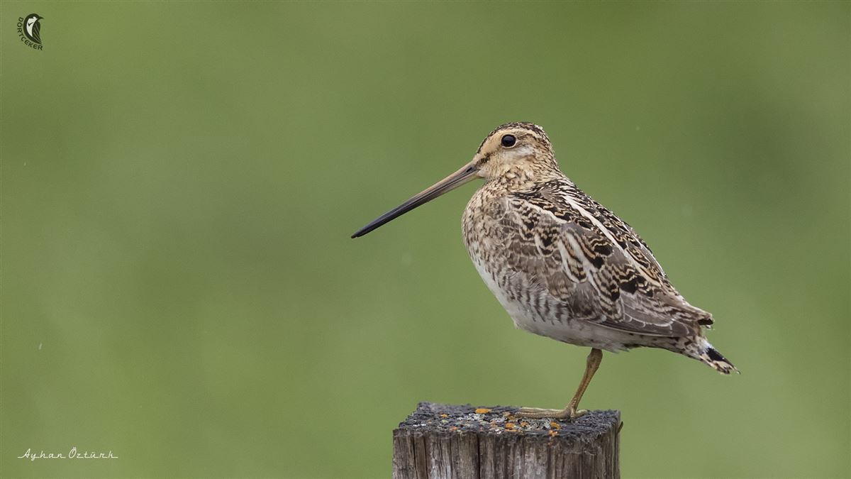 Common Snipe