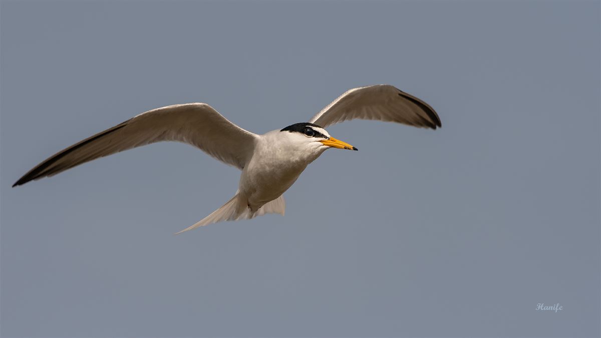 Little Tern