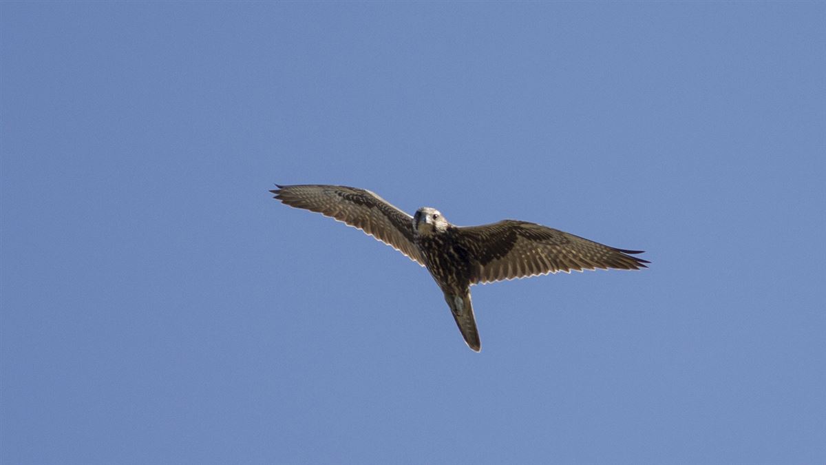 Saker Falcon