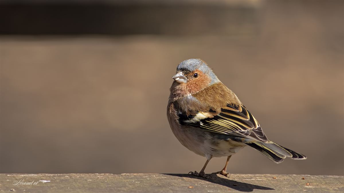 Eurasian Chaffinch