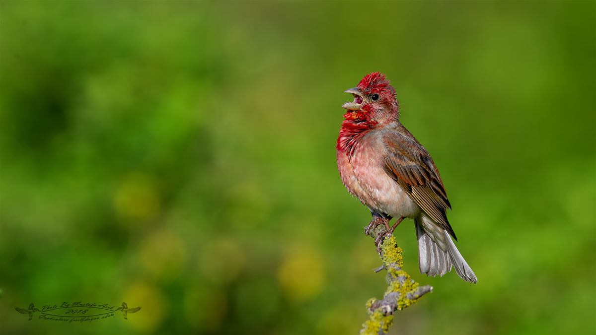 Common Rosefinch