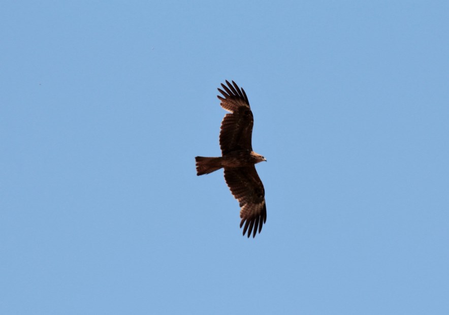 Black Kite