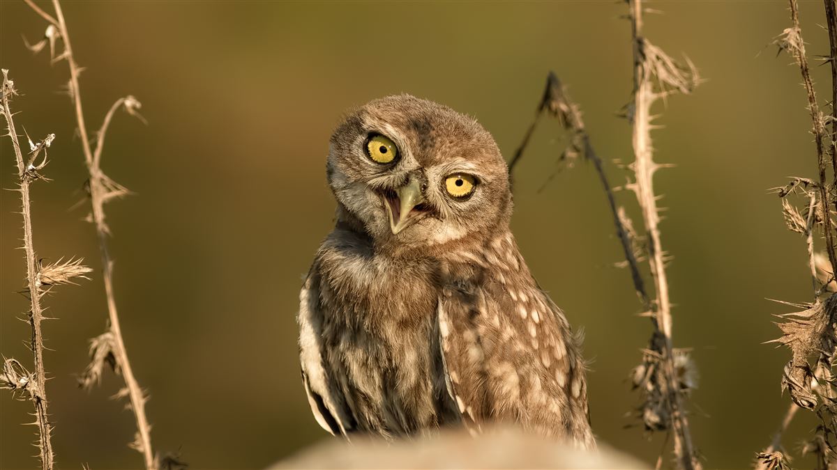 Little Owl