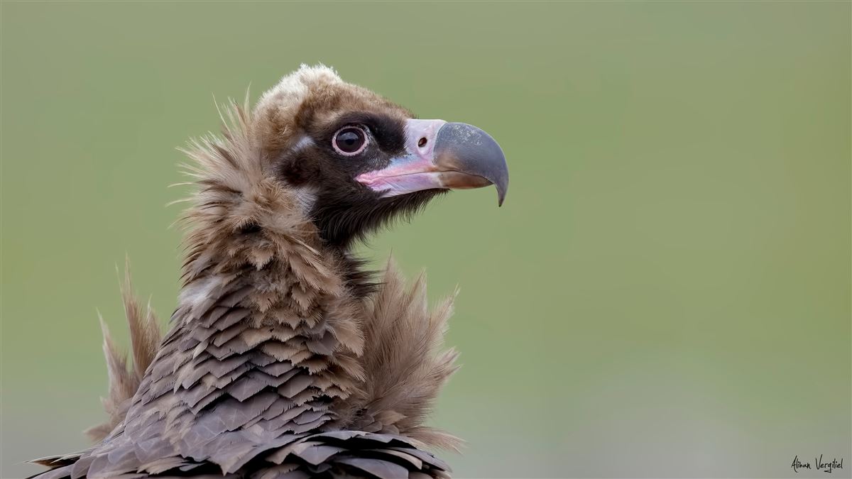 Cinereous Vulture
