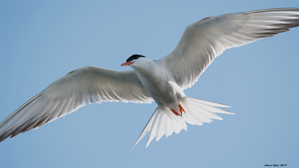 Common Tern