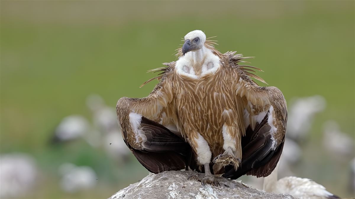 Griffon Vulture