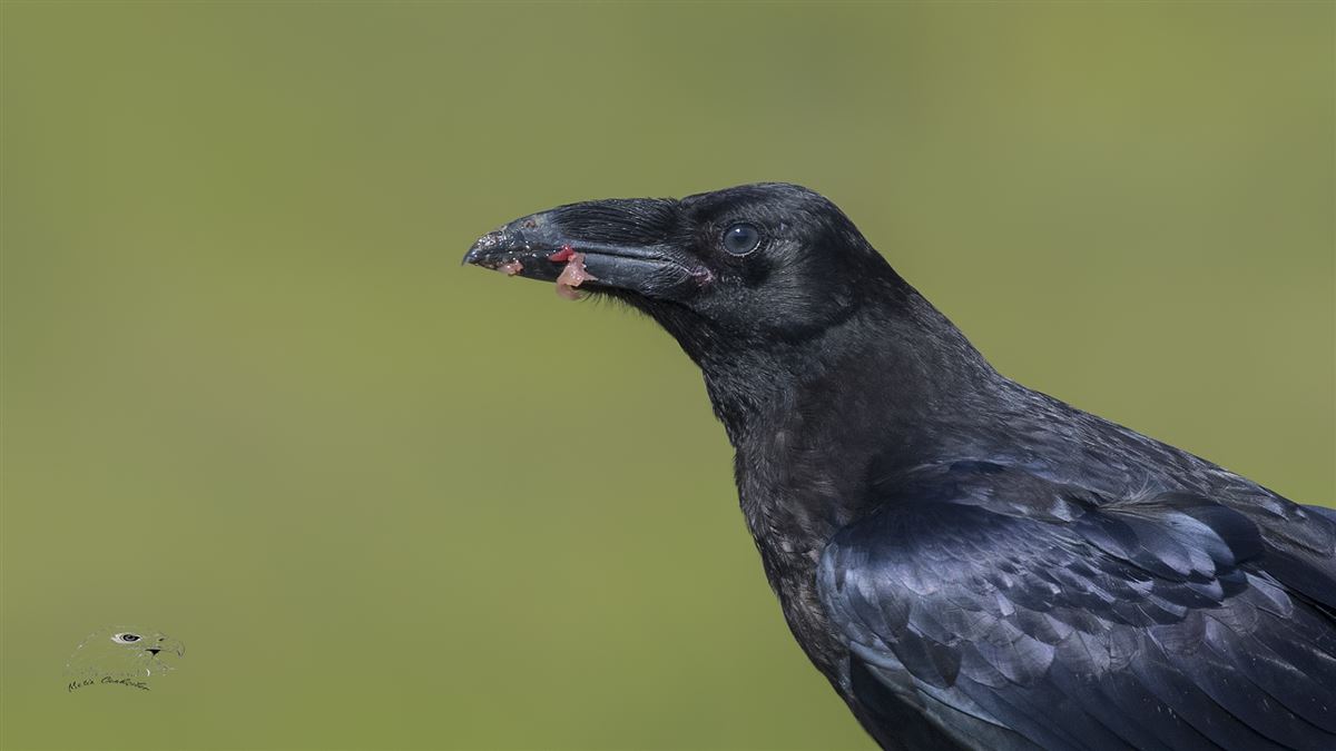 Northern Raven