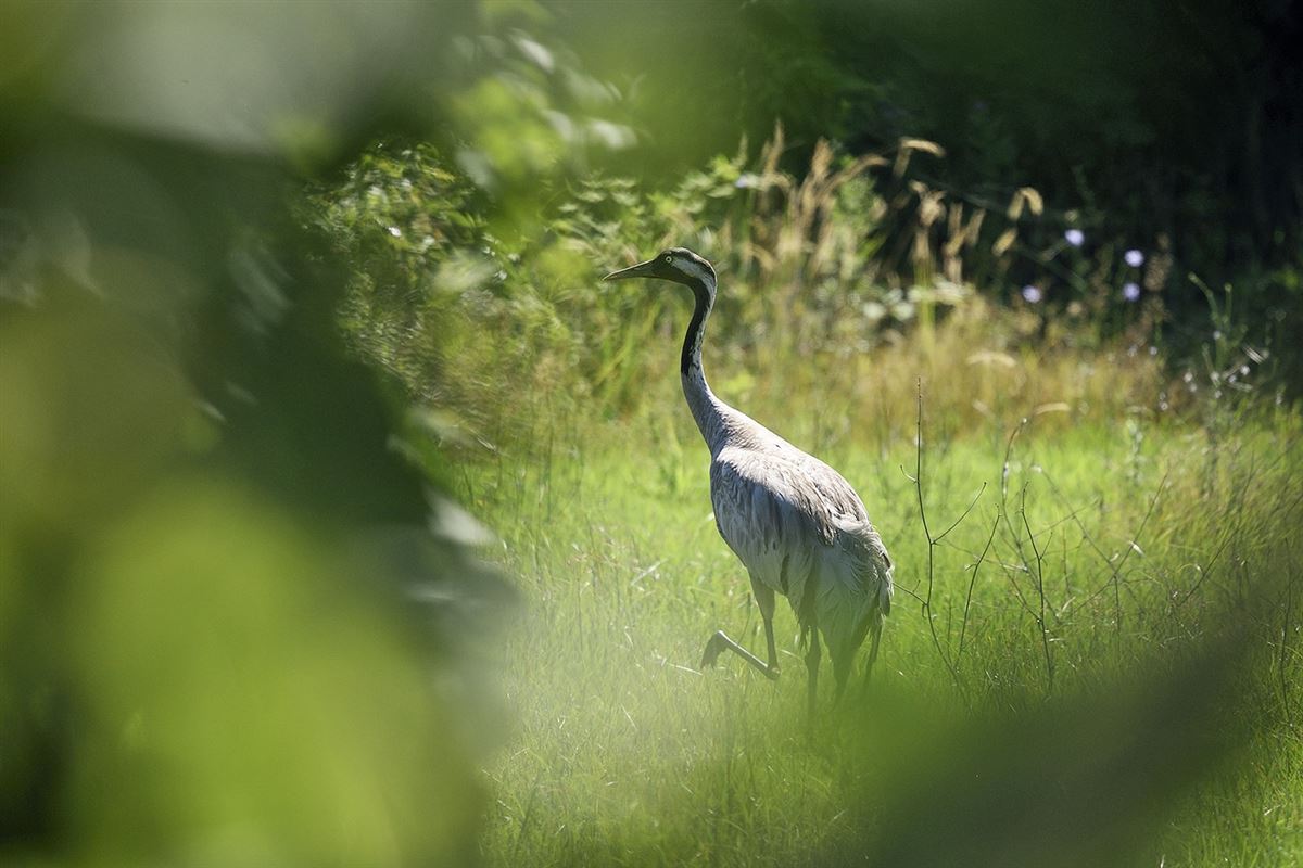 Common Crane