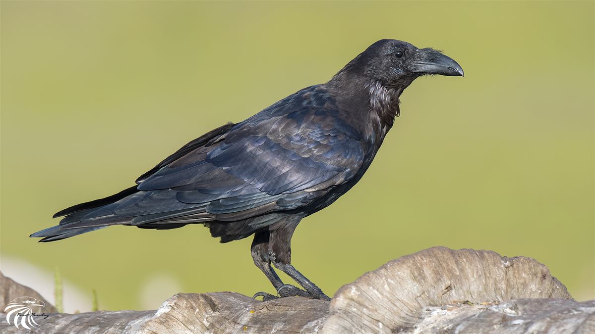 Northern Raven
