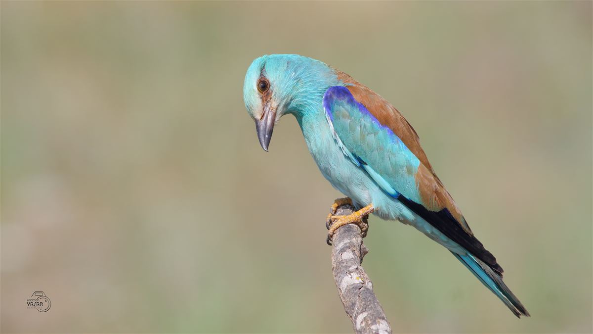 European Roller
