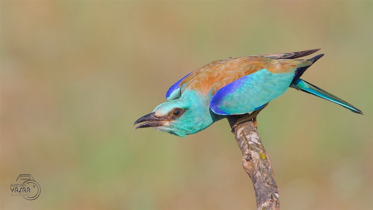 European Roller