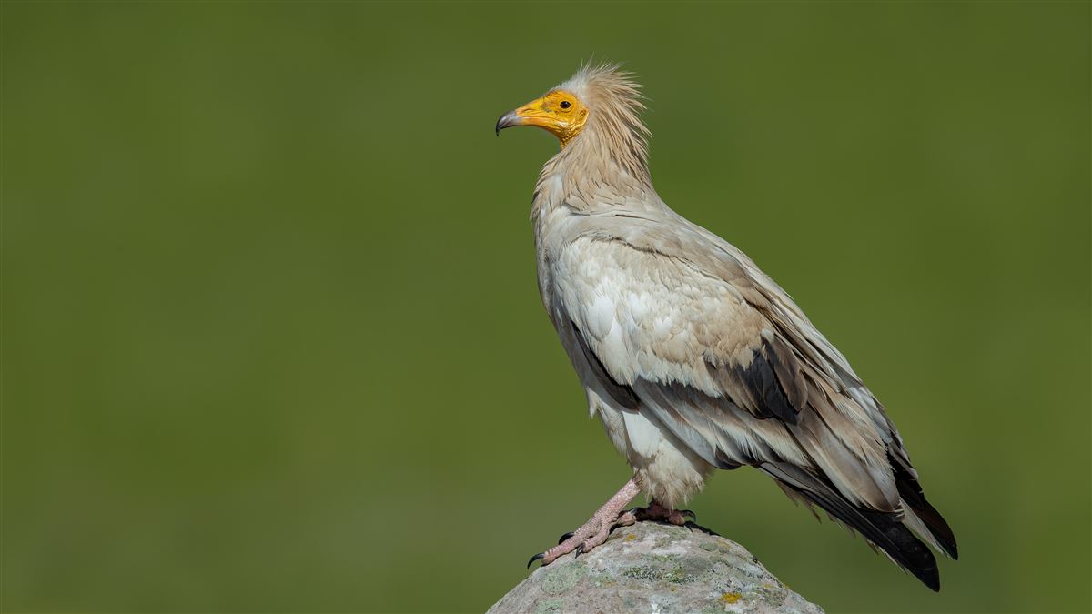 Egyptian Vulture