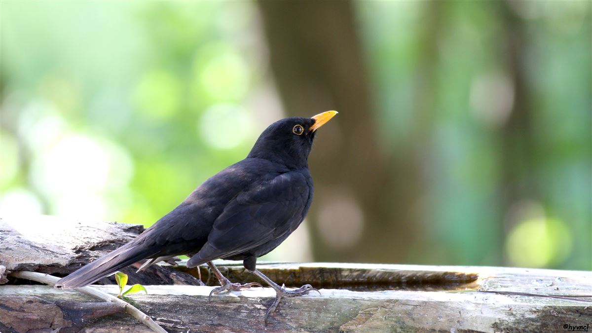 Common Blackbird