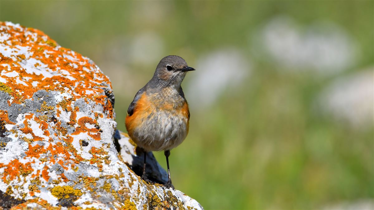 White-throated Robin