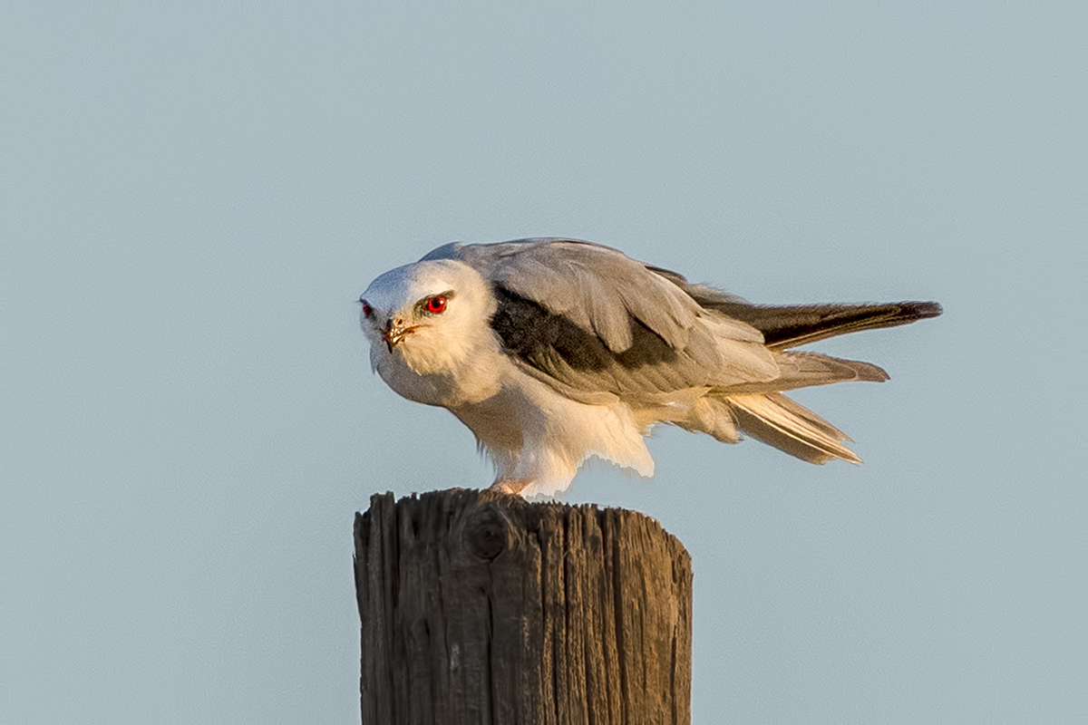 Black-winged Kite