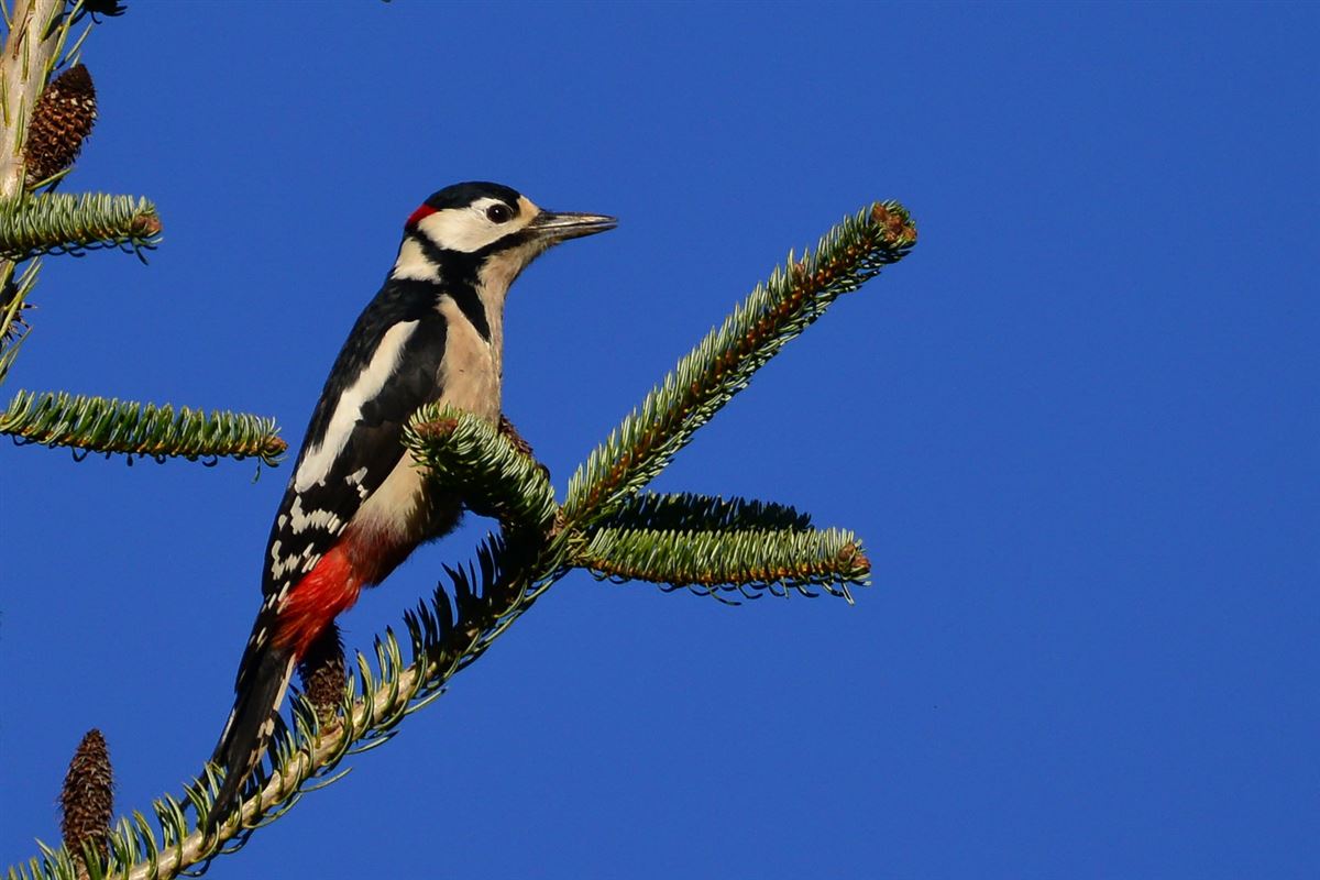 Great Spotted Woodpecker