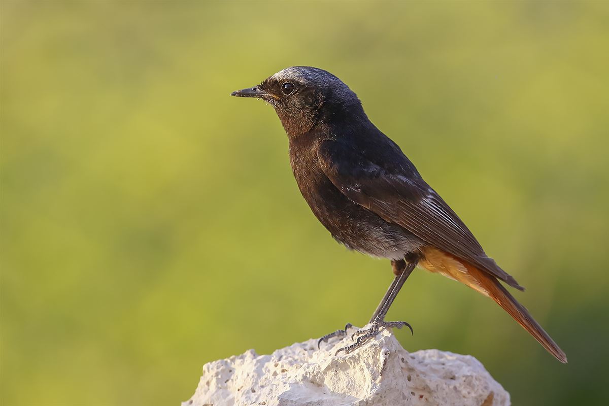 Kara kızılkuyruk
