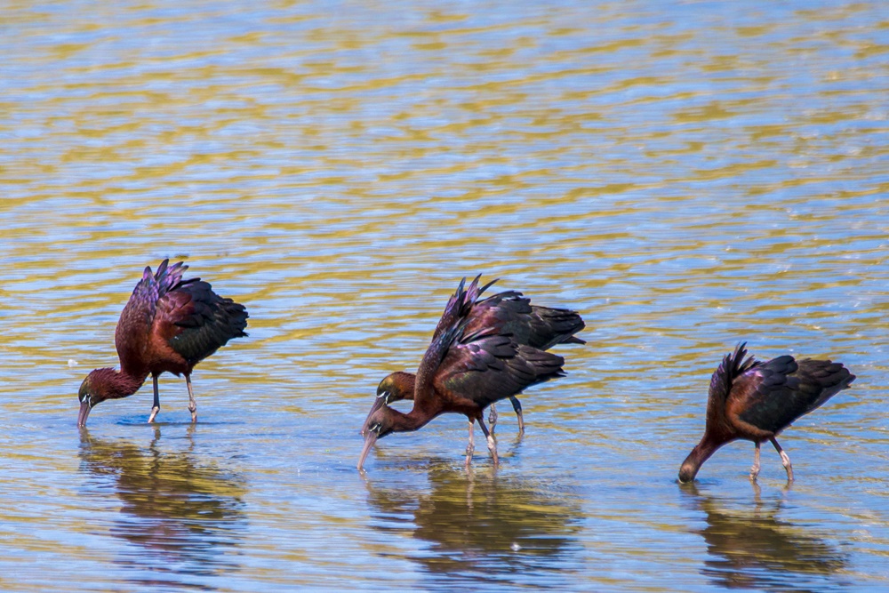 Glossy Ibis
