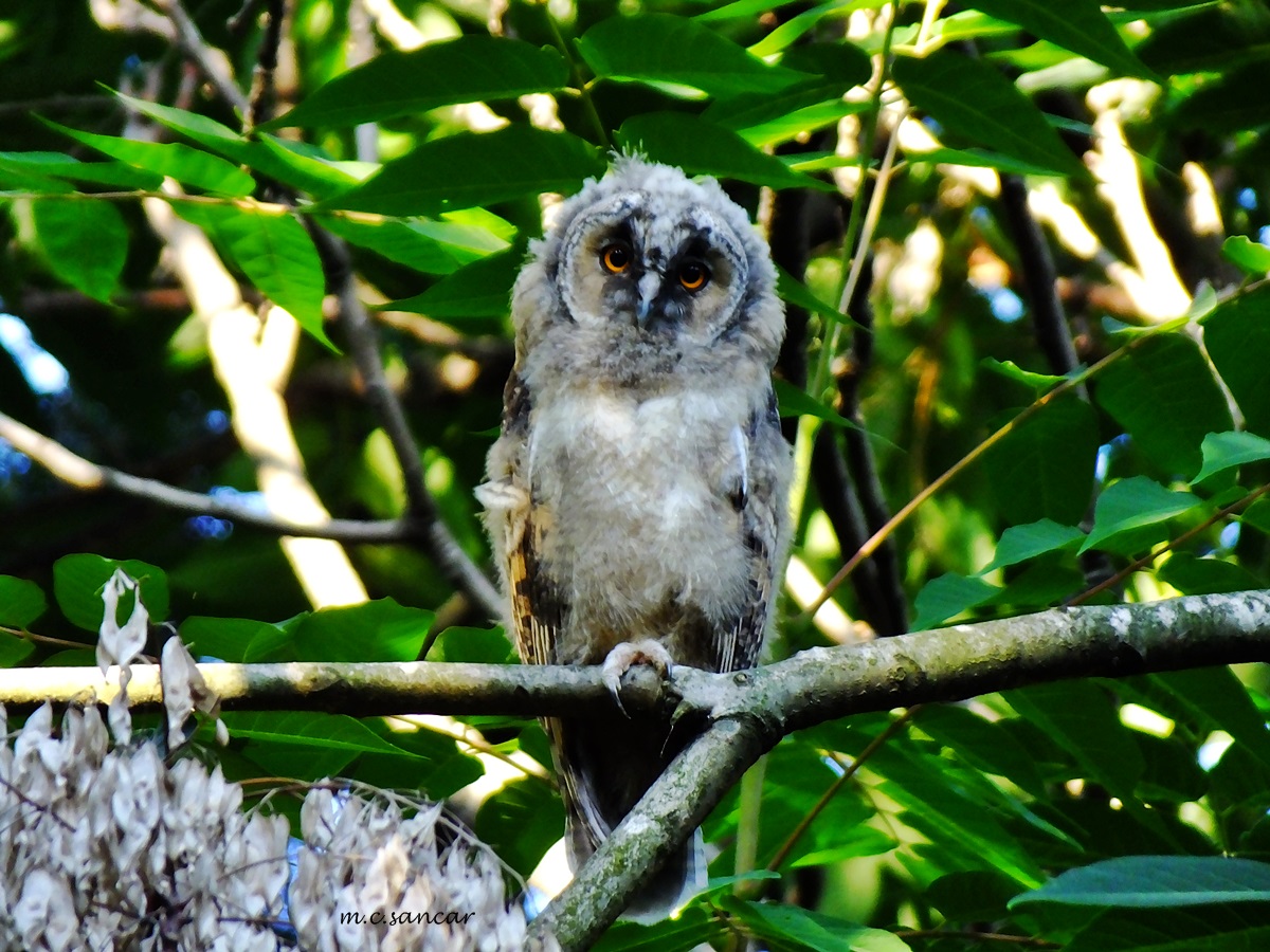 Long-eared Owl