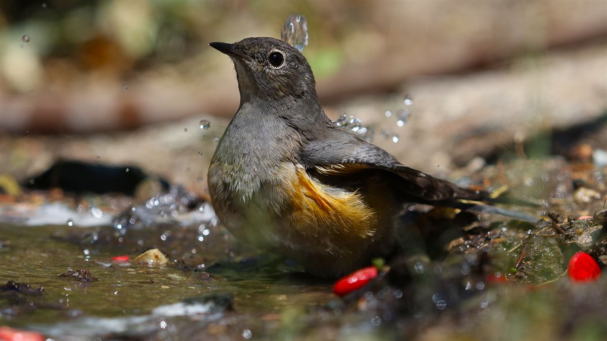 White-throated Robin