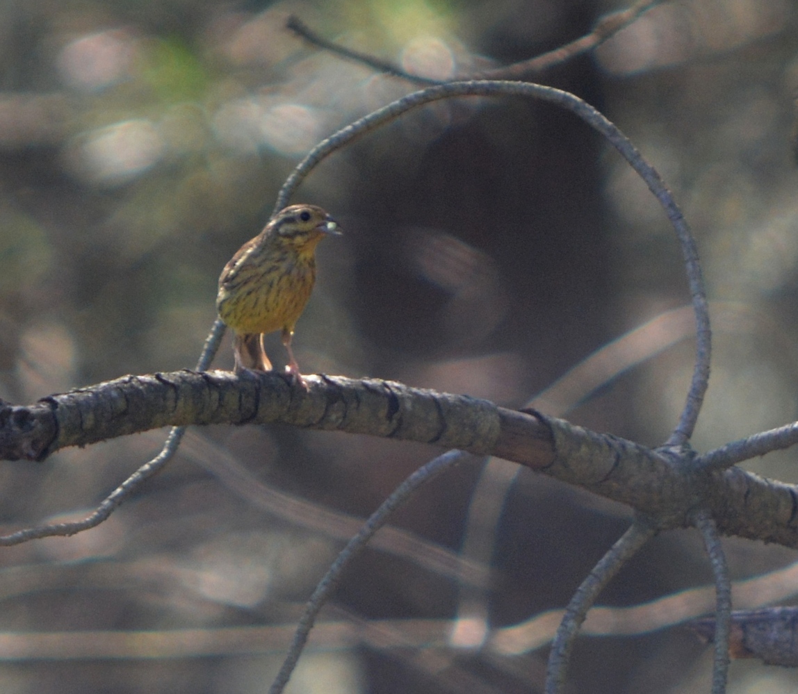 Cirl Bunting