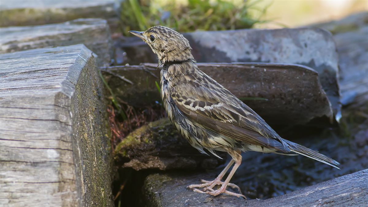 Tree Pipit