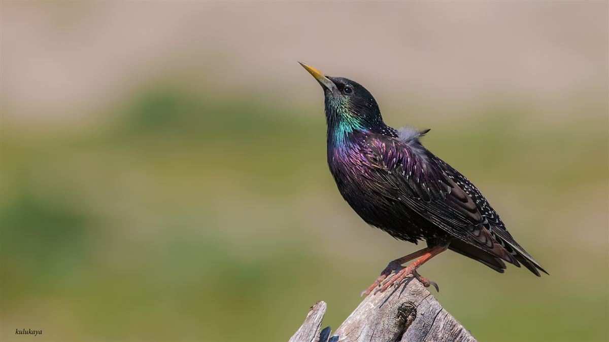Common Starling