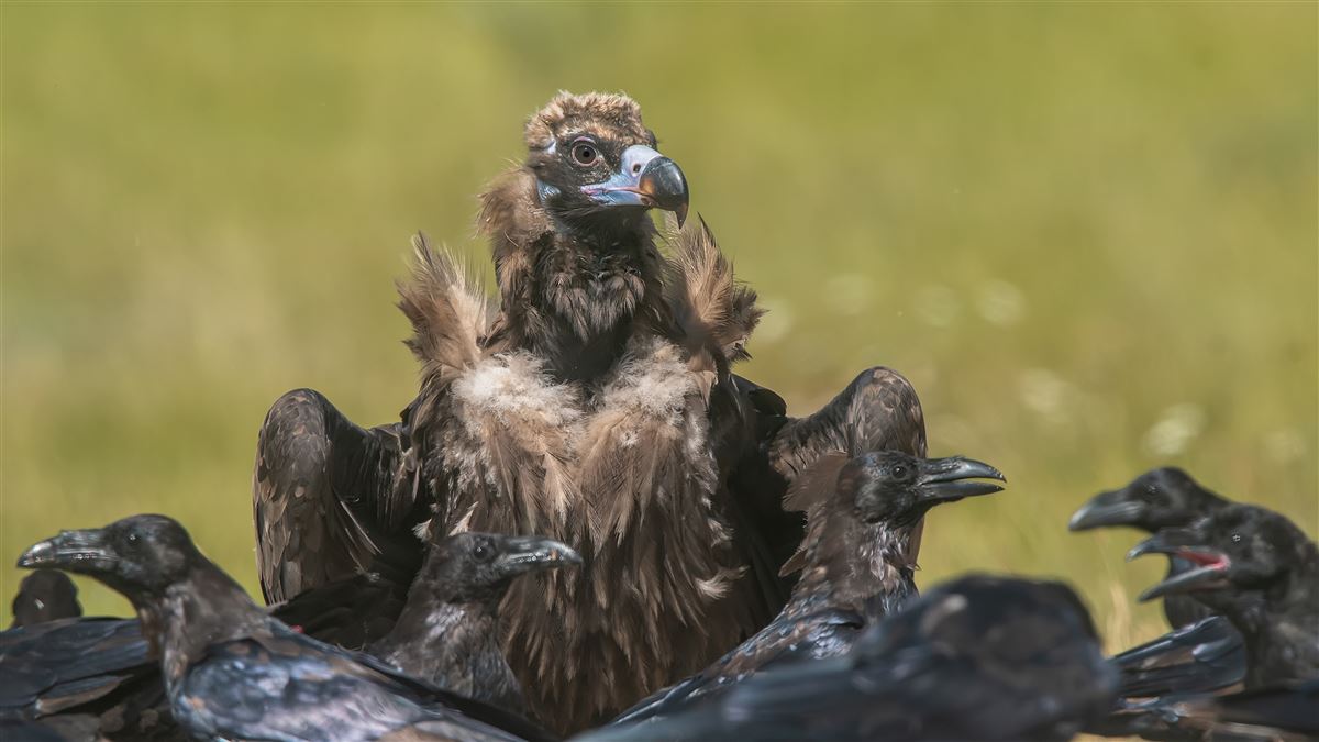 Cinereous Vulture