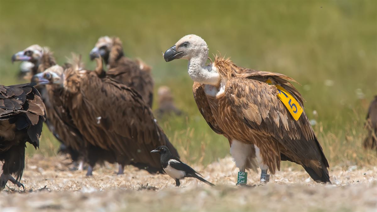 Griffon Vulture