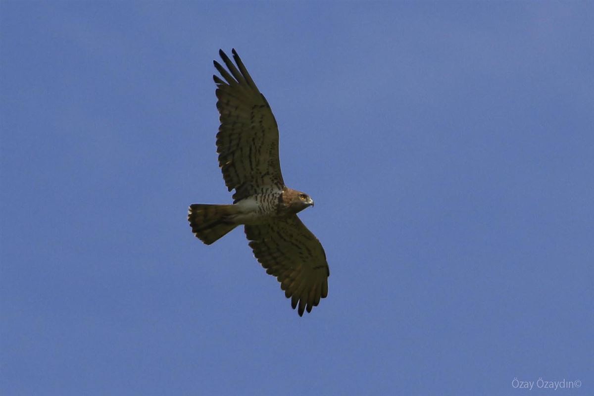 Short-toed Snake Eagle
