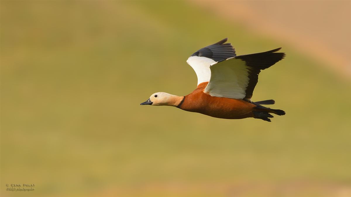Ruddy Shelduck