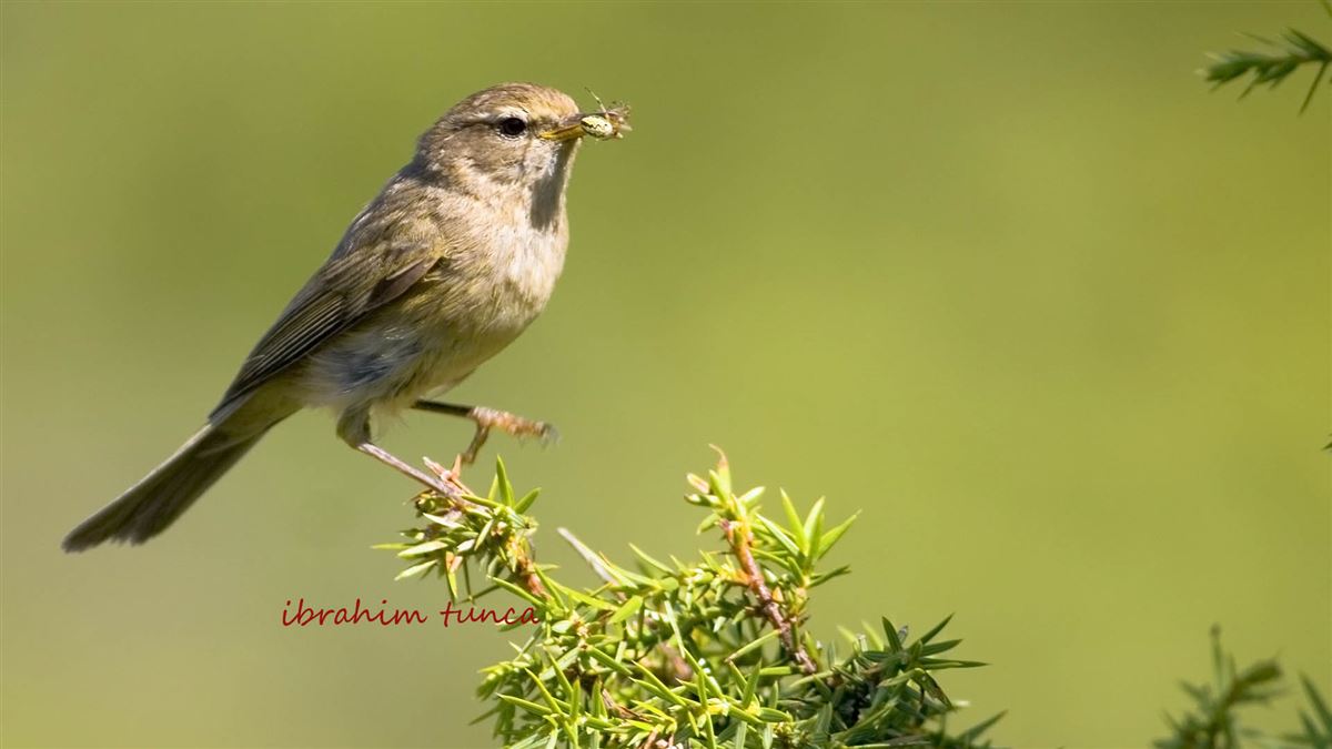 Common Chiffchaff