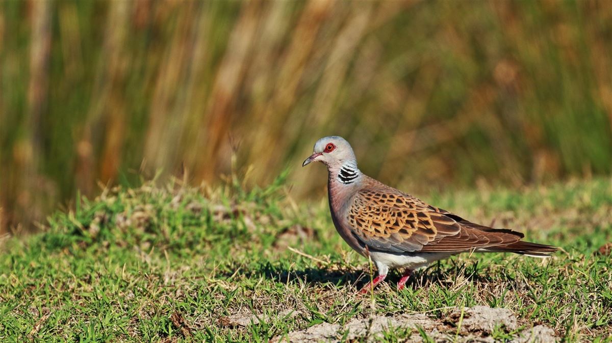 European Turtle Dove
