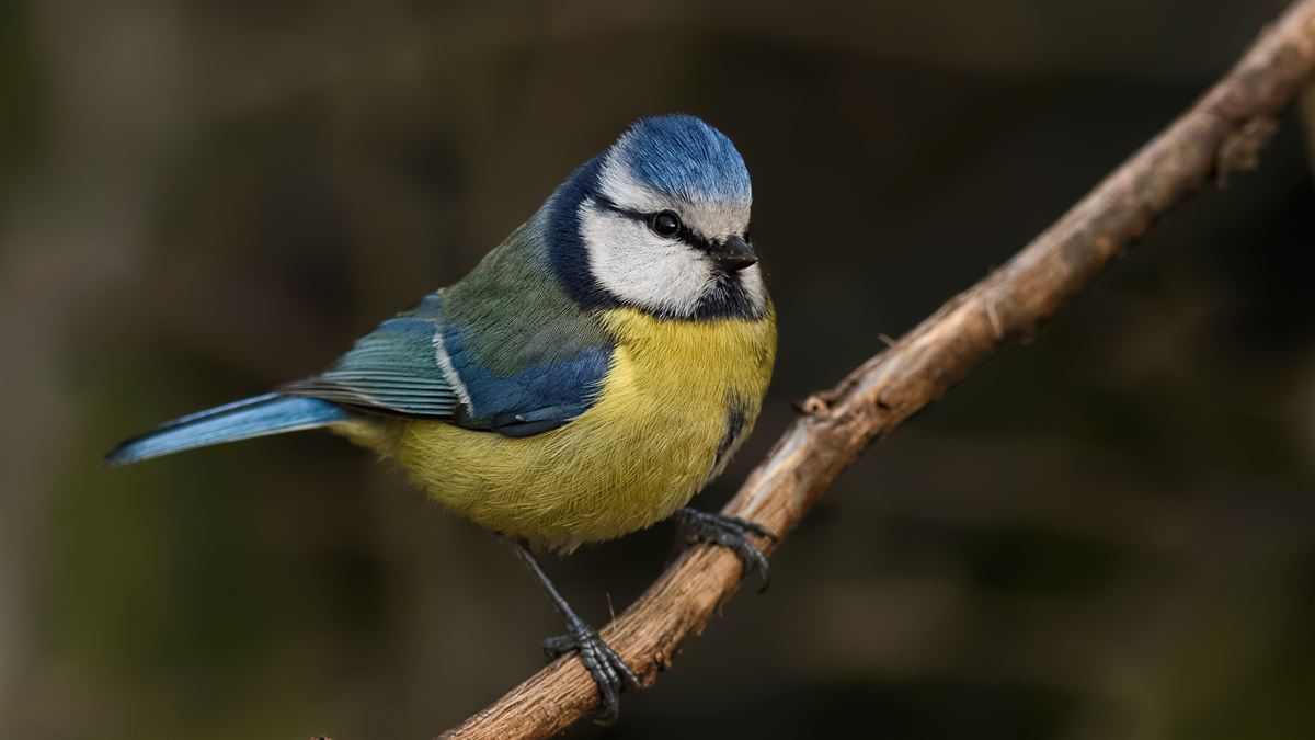 Eurasian Blue Tit