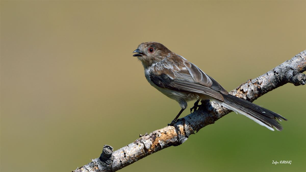 Long-tailed Tit