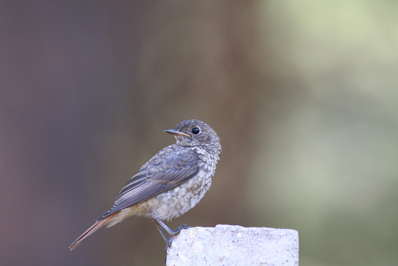 Black Redstart