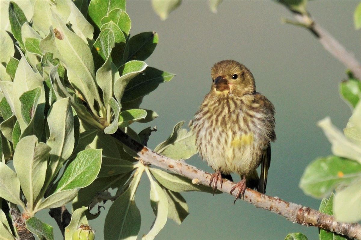 European Serin