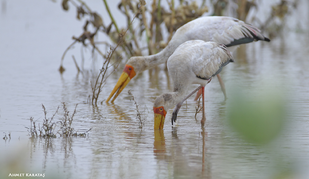 Yellow-billed Stork